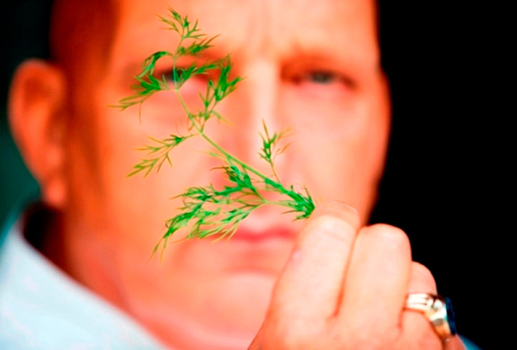 Herman den Blijker over dille