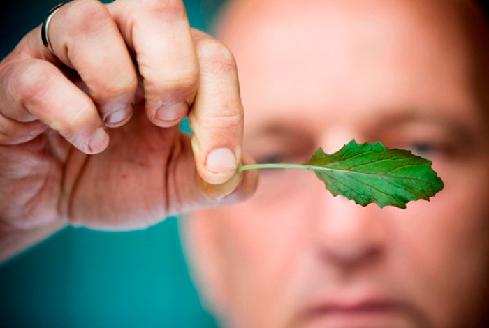Herman den Blijker over Mizuna