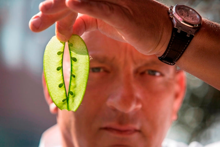 Herman den Blijker over peultjes