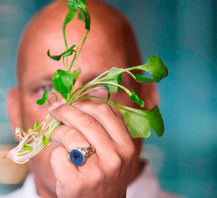 Herman den Blijker over postelein