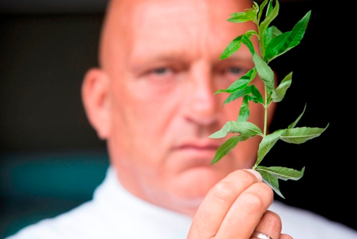 Herman den Blijker over Verbena