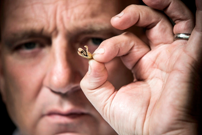 Herman den Blijker over kardemom